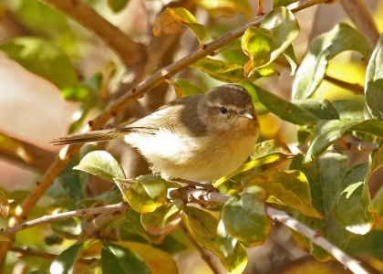 Canary Island Chiffchaff (Phylloscopus canariensis) Alan Prowse